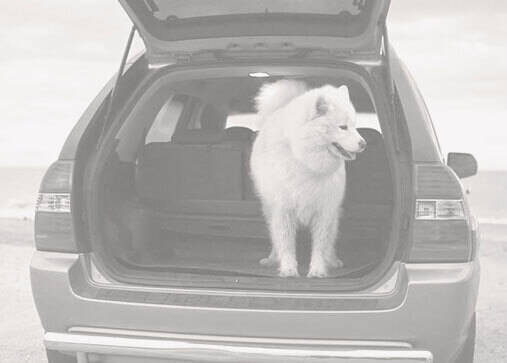 Car parked on the beach with a dog standing in the back of an open SUV hatchback.  